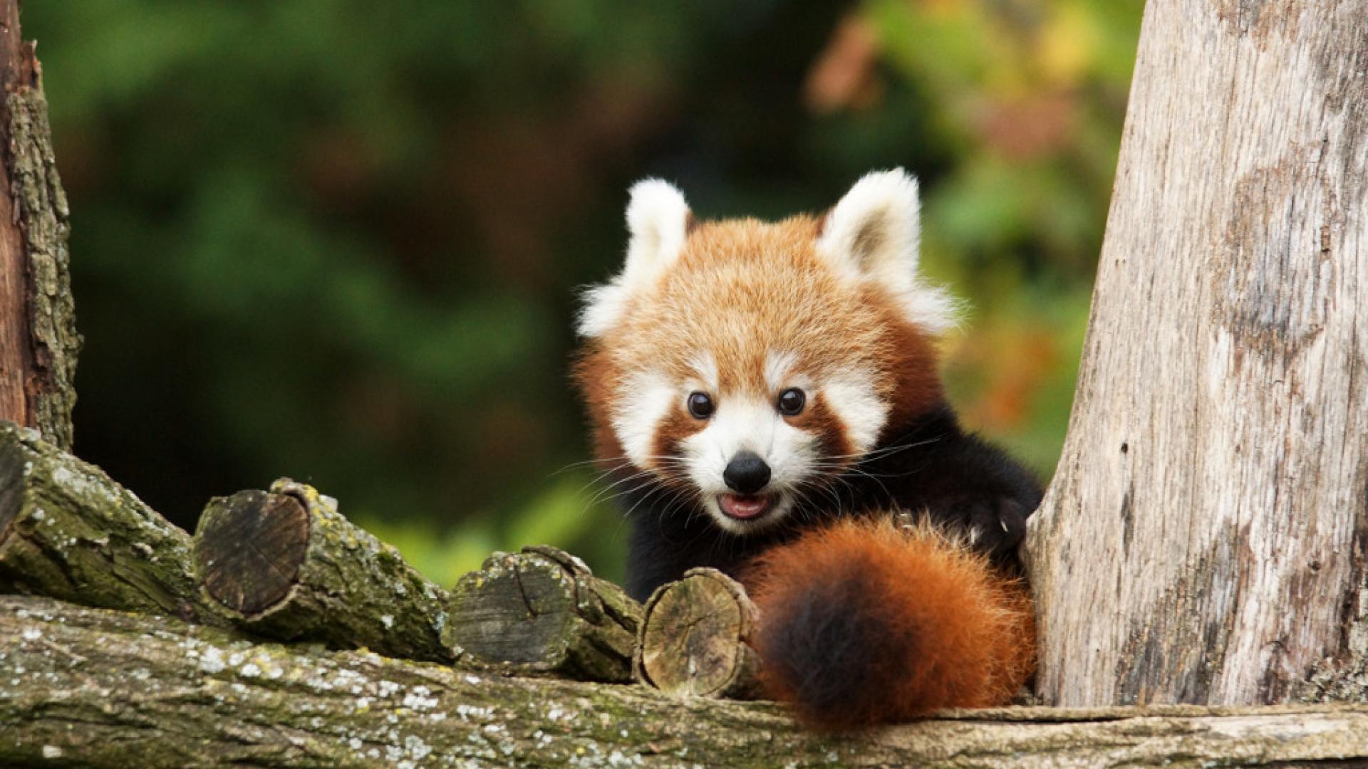 Panda Roux Bebes Zooparc De Beauval