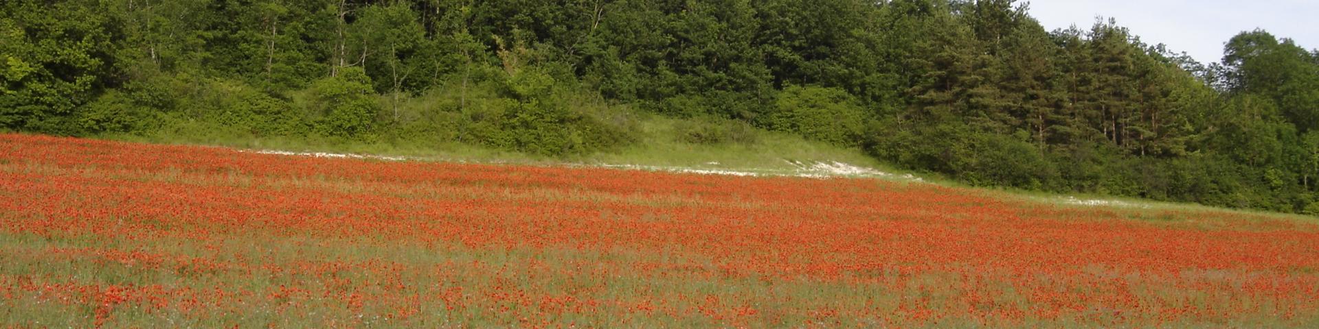 Prairie Fouzon Zone Naturelle Couffy (2)