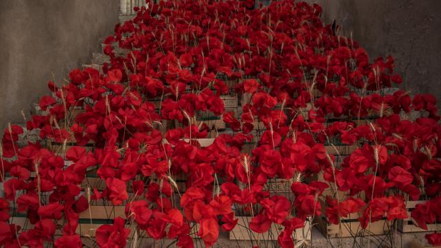 Champ de coquelicots