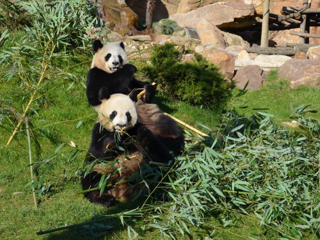 Experience Beauval Zoo Panda