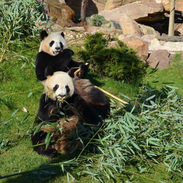 Experience Beauval Zoo Panda