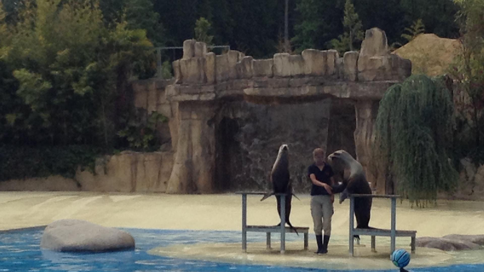 Experience Zoo Beauval Famille Spectacle