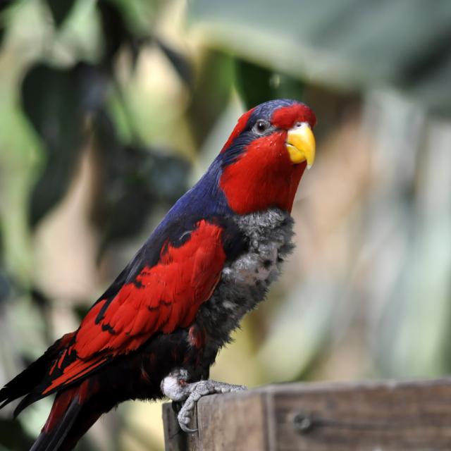 Oiseaux Zooparc Beauval Volière (1)