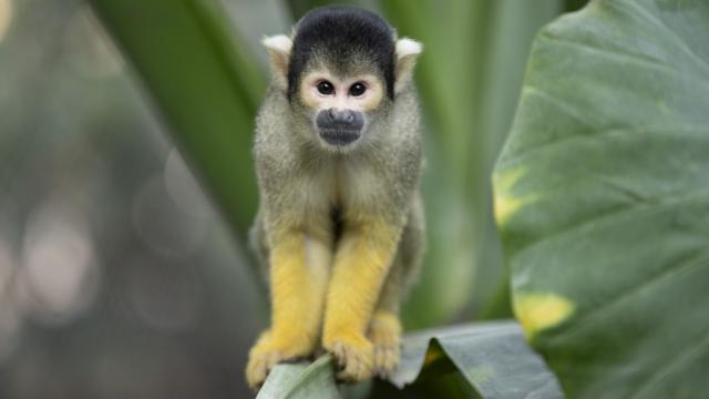 zoo-de-beauval-dome-equatorial-primates.jpeg