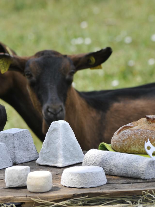 Palais Du Ptit Chevre Visuel Bandeau