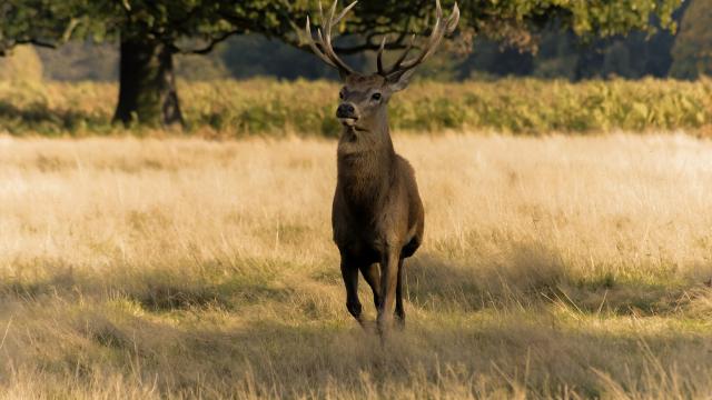 Cerf Sortie Nature Brame Foret
