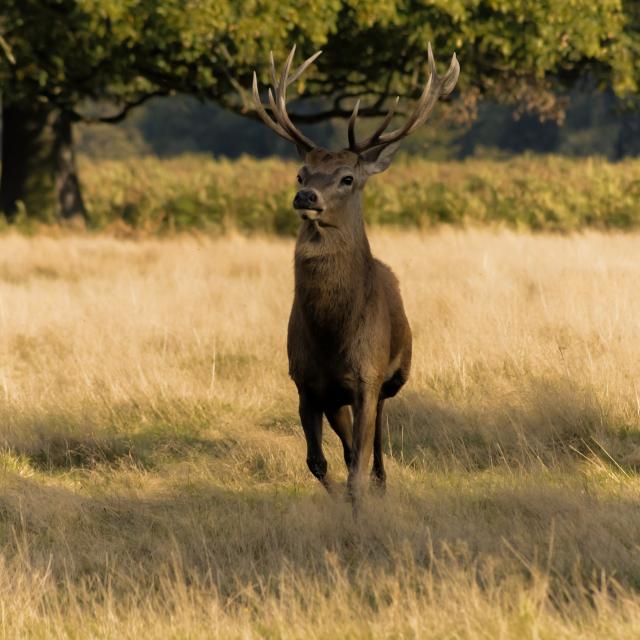 Cerf Sortie Nature Brame Foret