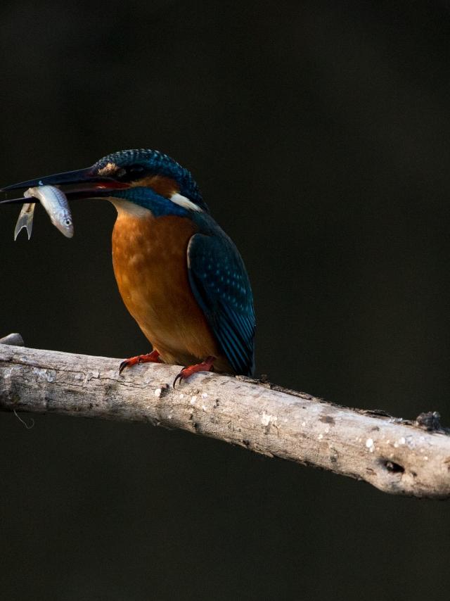 Sites Nature Observatoire Oiseau Val De Loire 2