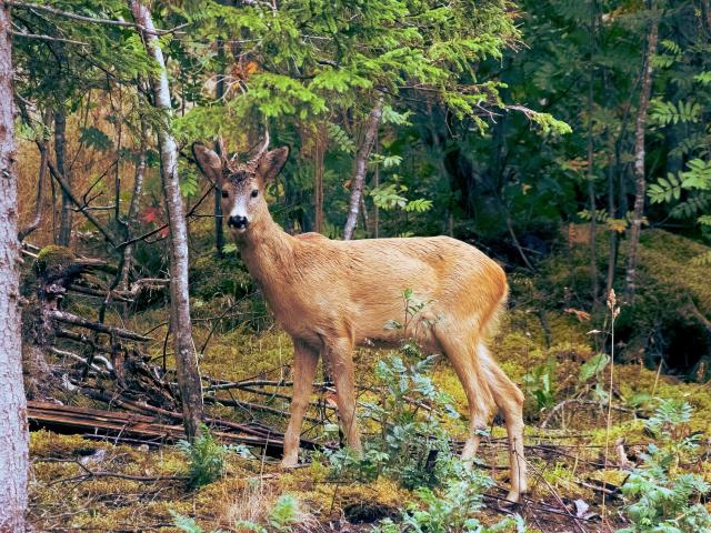 cerf-sortie-nature-free-photos.jpg