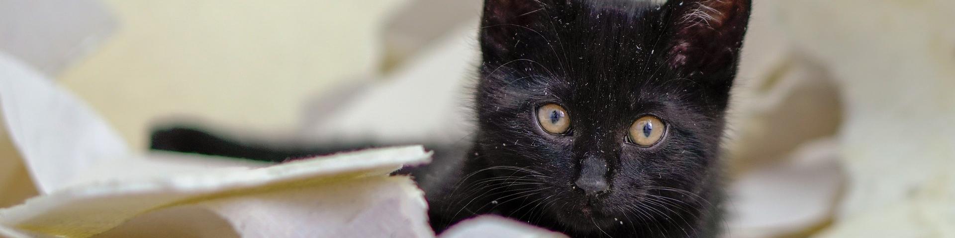 Tourisme Communication Maitrisee Conception Veille Production...