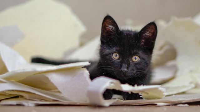 Tourisme Communication Maitrisee Conception Veille Production...