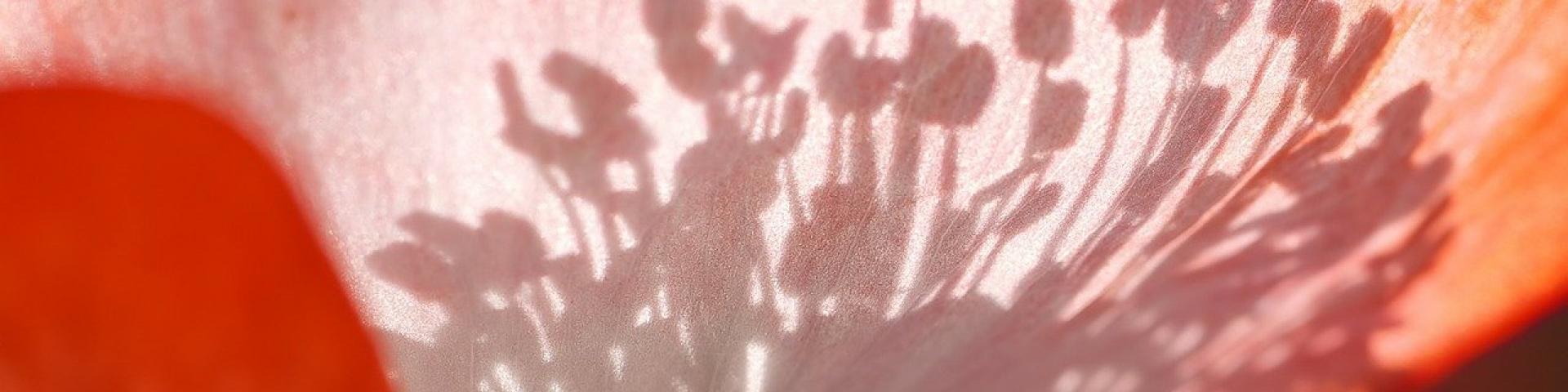 outils-photos-retouche-contenu-réseaux sociaux