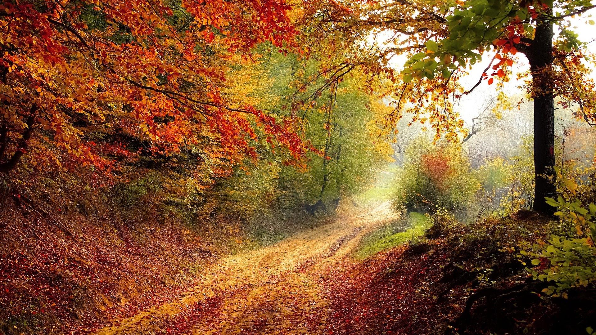 Couleurs Automne En Val De Loire Sorties En Forêt Et Champignons