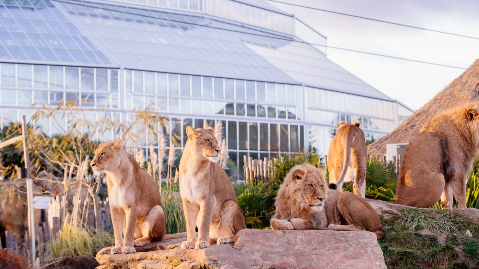 ZooParc de Beauval - Lions devant le Dôme.