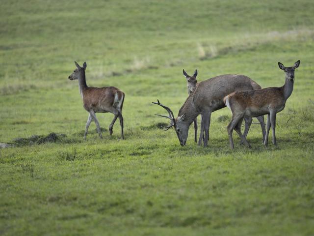 Jeune Cerf Avec Biches Sologne Brame Foret