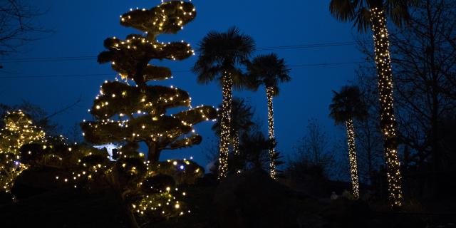 Illuminations De Noel Allées Luminseuses Zooparc De Beauval Sudvaldeloire