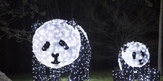Illuminations De Noel Zooparc De Beauval Sudvaldeloire