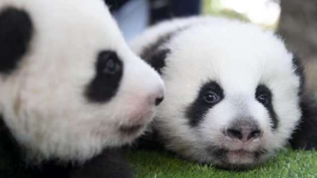 apres-midi-zoo de beauval - les plus belles photos