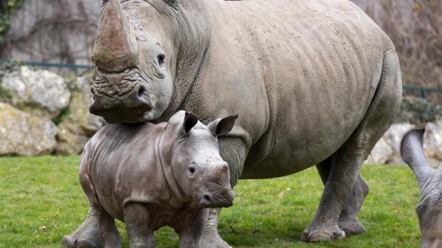 Bebes Zooparc De Beauval 27 5eda3da07c273