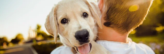 Dog 3344414 1280