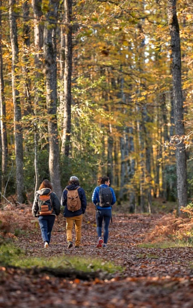 Randonneurs dans une forêt de la Vallée du Cher à la période automnale