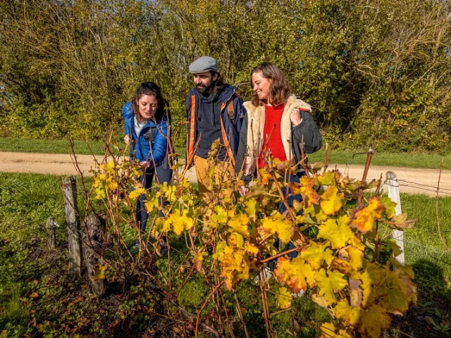 Randonneurs dans les vignes de la Vallée du Cher à la période automnale