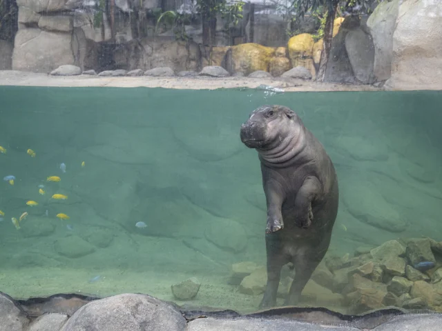 hippopotame nageant dans un bassin vitré, entouré de poissons tropicaux colorés dans un décor de type équatorial au ZooParc de Beauval