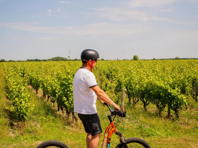 Un homme casqué en trottinette électrique tout-terrain roule le long d’un vignoble verdoyant, par temps ensoleillé.