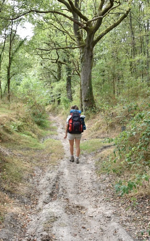 Un randonneur avec un sac à dos se promène dans une forêt dense, laissant un chemin de terre entre les arbres verdoyants.