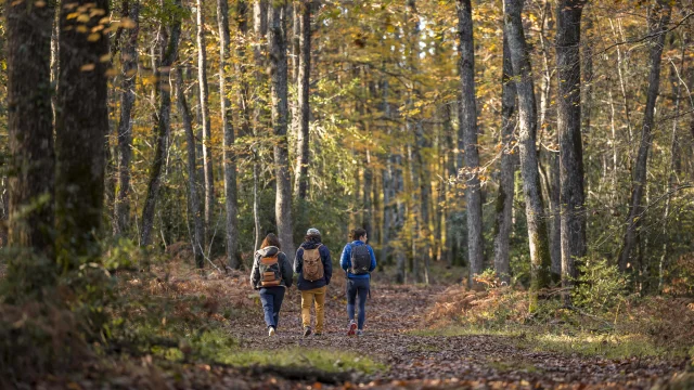 Trois personnes marchent sur un sentier de forêt en automne, entourées d'arbres aux feuilles jaunies. Elles portent des sacs à dos et des vêtements de randonnée. La scène est baignée d'une lumière douce, créant une ambiance paisible de balade en pleine nature.