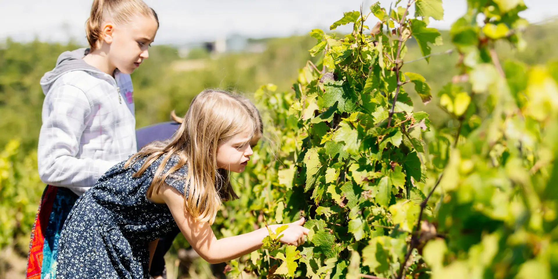 Les viticulteurs du Sud Val de Loire