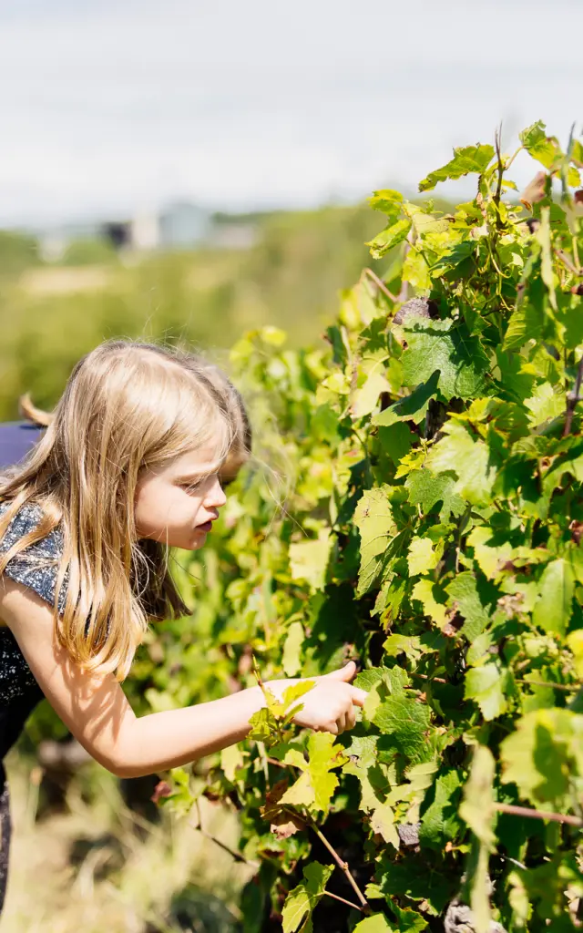 Les viticulteurs du Sud Val de Loire