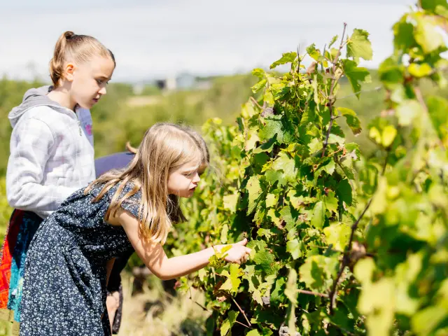 Les viticulteurs du Sud Val de Loire