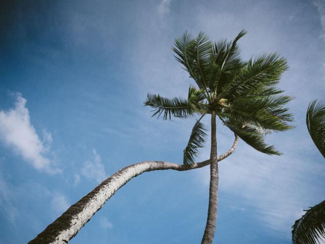 Coconut Tree Against The Sky - Tahiti Tourisme © Myles Mcguinness