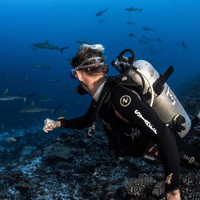 Wall of Sharks in Fakarava - Tahiti Tourisme © Grégory Lecoeur