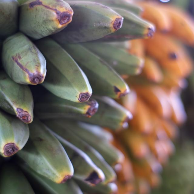 Close-up of Fei Banana, Fe'i Ahima'a