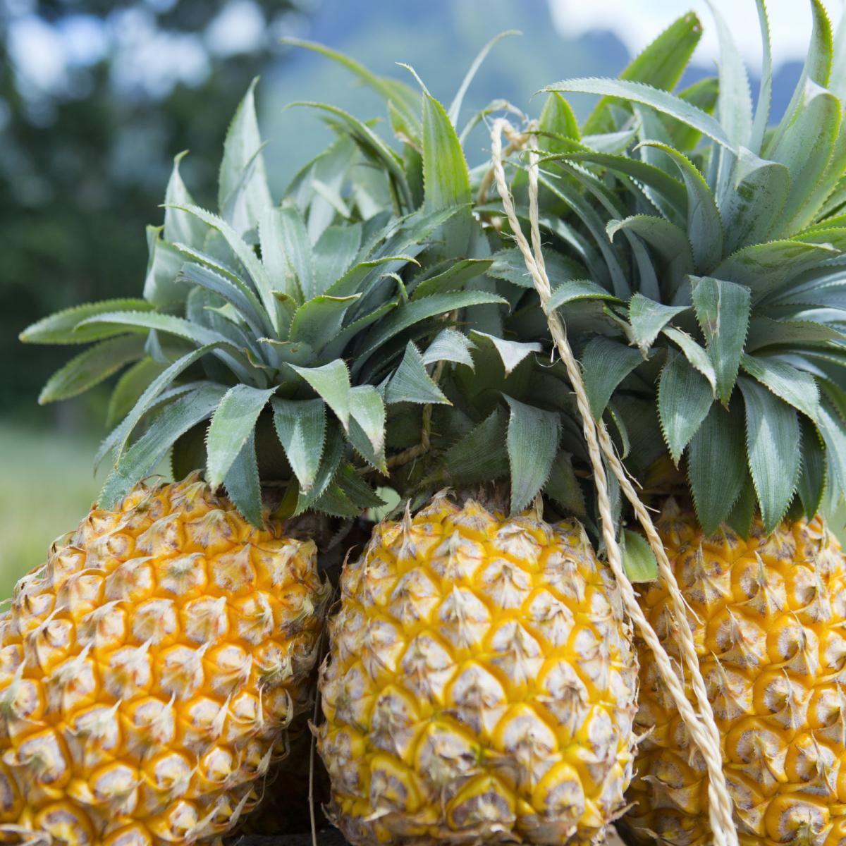 A delicious fresh fruit juice Tahiti Tourisme Official website of The Islands of Tahiti