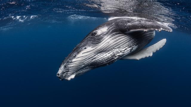 Baleine, Tahiti Tourisme, © Grégory Lecoeur