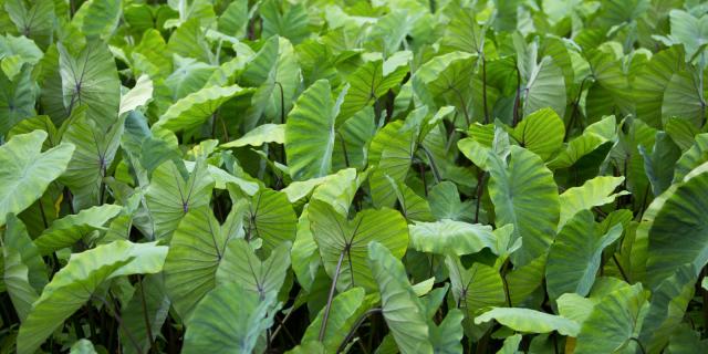 Taro Field in Rurutu - © Tahiti Tourisme