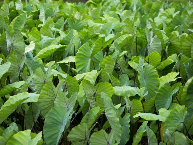 Taro Field in Rurutu - © Tahiti Tourisme