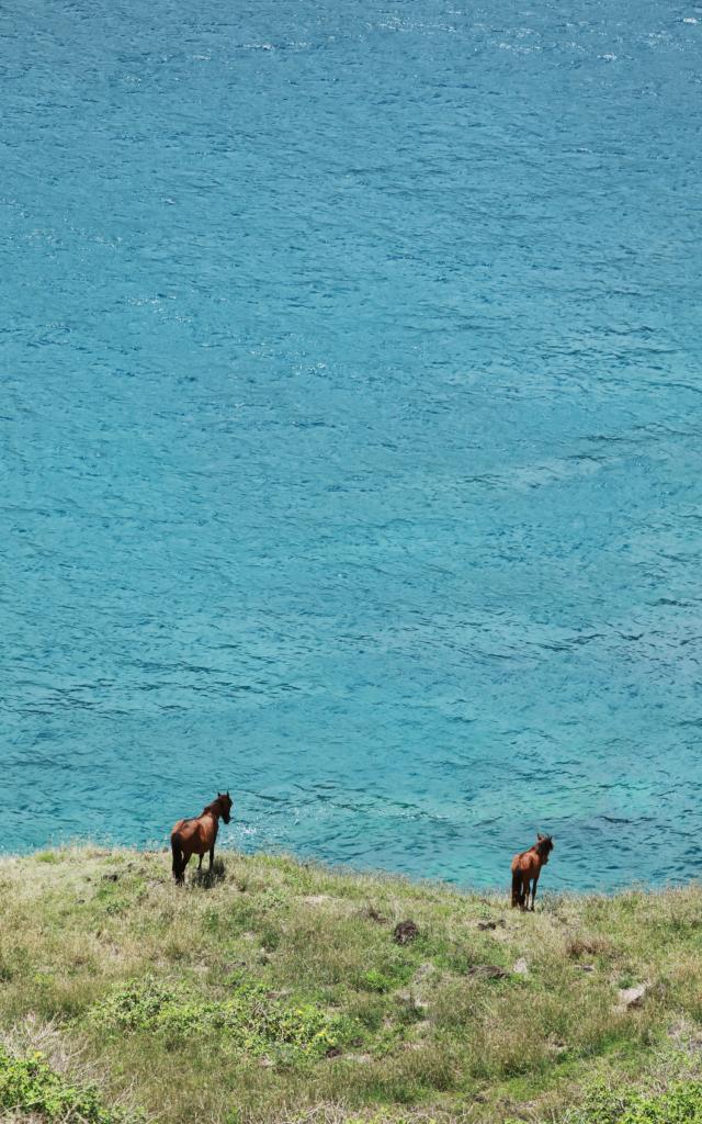 Chevaux Sauvages Ua Huka © Tahiti Tourisme