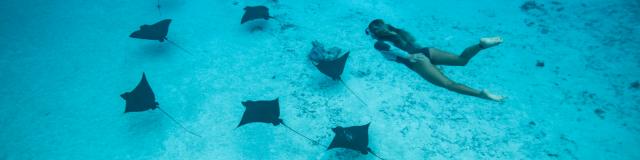 Beautiful encounters under the sea