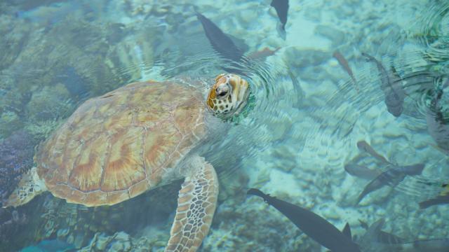 Focus Sur Une Tortue à Bora Bora © Tahiti Tourisme 