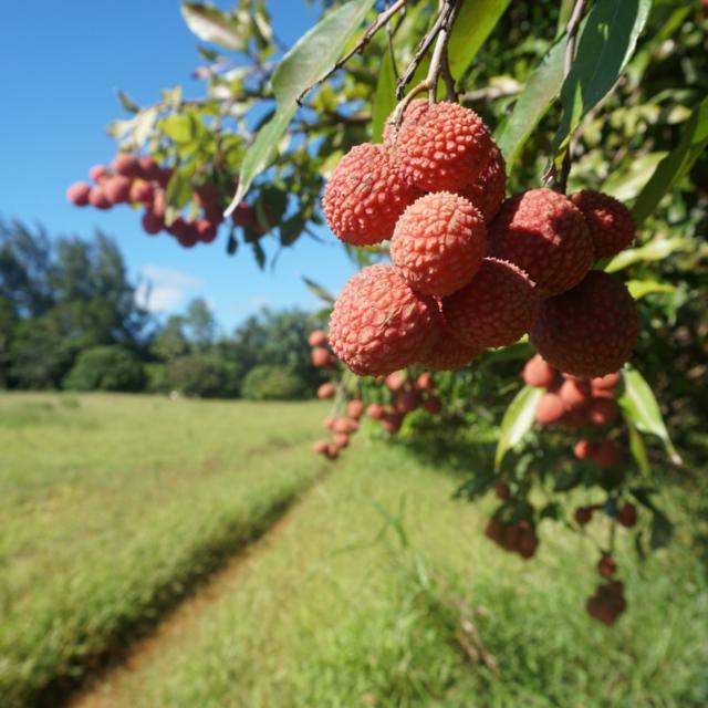 Lychee in Tubuai - Tahiti Tourisme © Léa Parizot