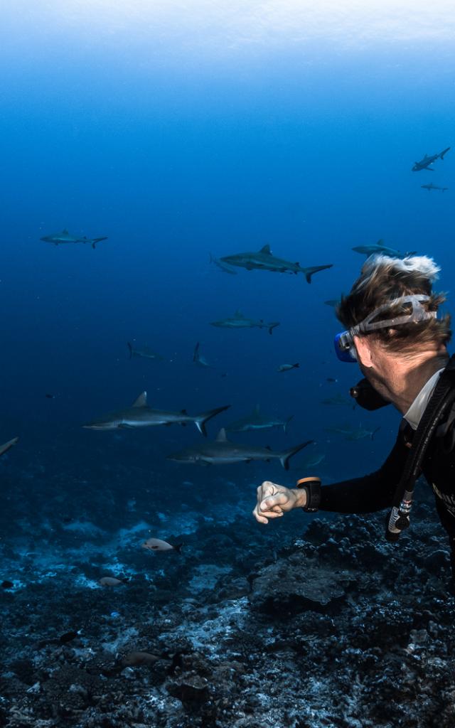 Mur De Requin Tuamotu Fakarava - Tahiti Tourisme © Grégory Lecoeur