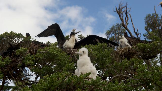 Nesting Frigatebirds
