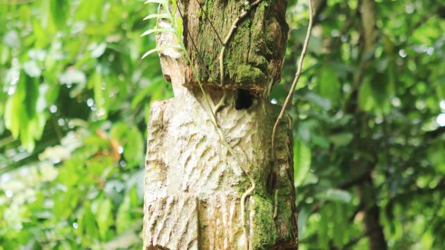 Nuku Hiva Wooden Sculpture