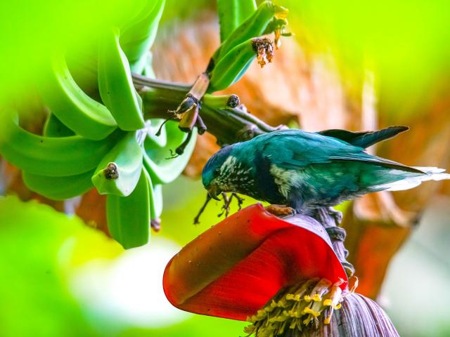 Ultramarine Lorikeet Ua Huka Tahiti Tourisme © Tuihani Heiarii