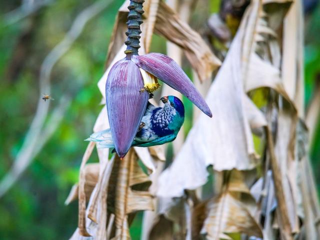 Pihiti Tahiti Tourisme ©tuihani Heiarii