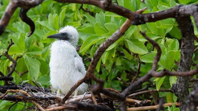 Seabird nest in Pisonia Tree